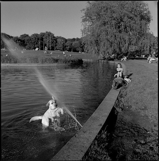 „Dog Stories" - pieskie życie na czarno-białych fotografiach Roberta Kresy 36