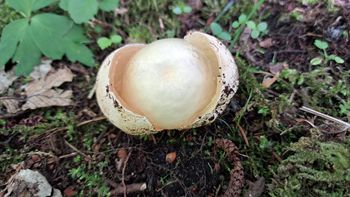 Wysyp "bezwstydów". Śmierdząca niespodzianka w lesie