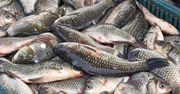 Sprawdź przy zakupie karpia. Na wigilii ryby na pewno nie będzie czuć mułem