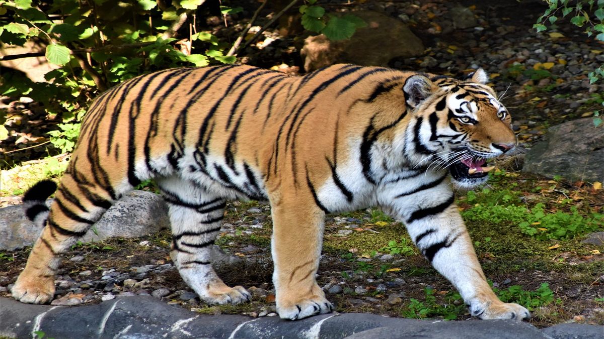 Kobieta została śmieretelnie raniona przez tygrysa