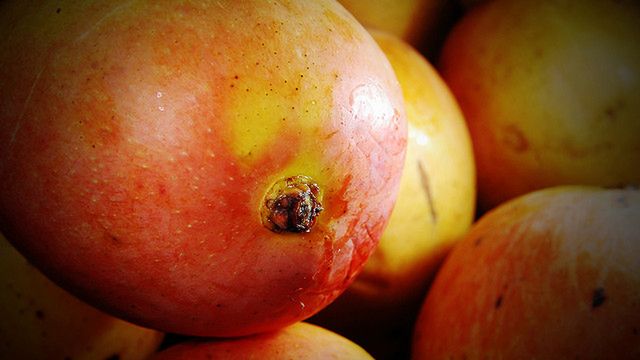 Smartfony z Windows Phone Mango już od września? 1