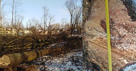 Skandal w Milanówku. Sztab kryzysowy po nielegalnej wycince drzew, sprawą zajmie się prokuratura