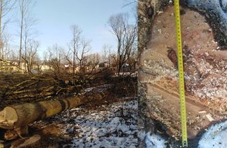 Skandal w Milanówku. Sztab kryzysowy po nielegalnej wycince drzew, sprawą zajmie się prokuratura