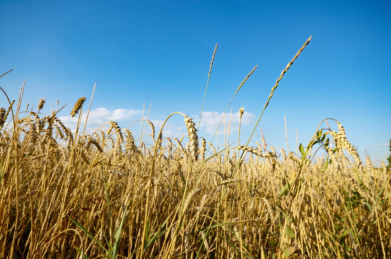 Handel z Ukrainą. Nowa oferta na stole