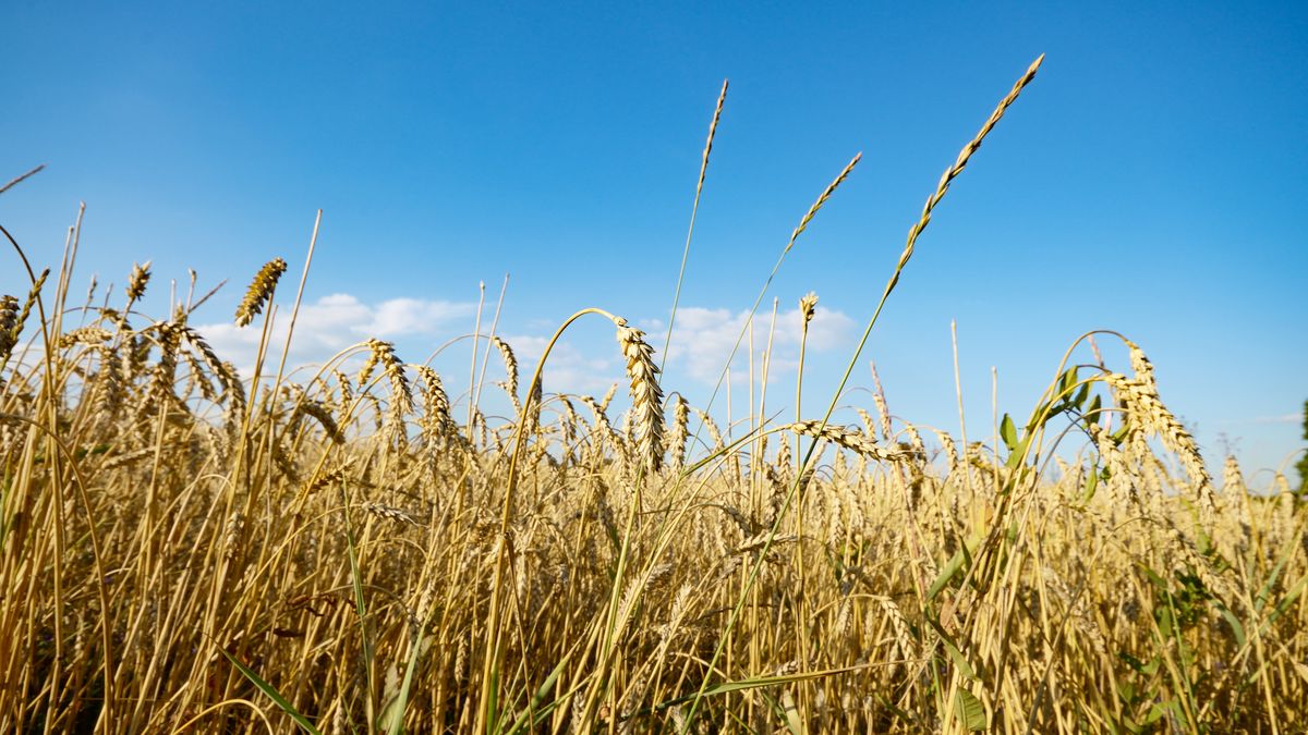 Nieoficjalnie: bliżej kompromisu ws. ceł na zboże z Ukrainy