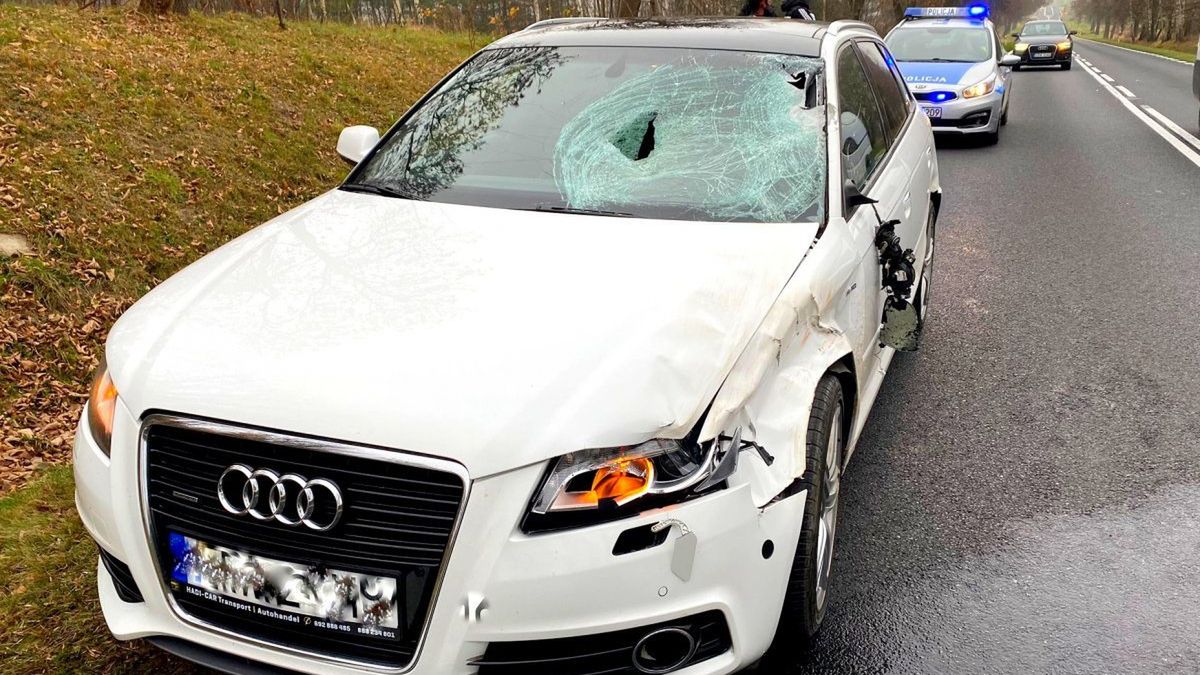 Wypadek. Potrącenie zwierzęcia