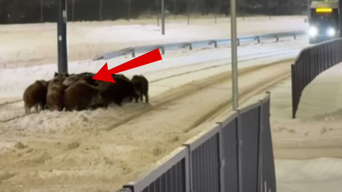 Nagranie z Olsztyna. Tramwaj nie mógł przejechać.