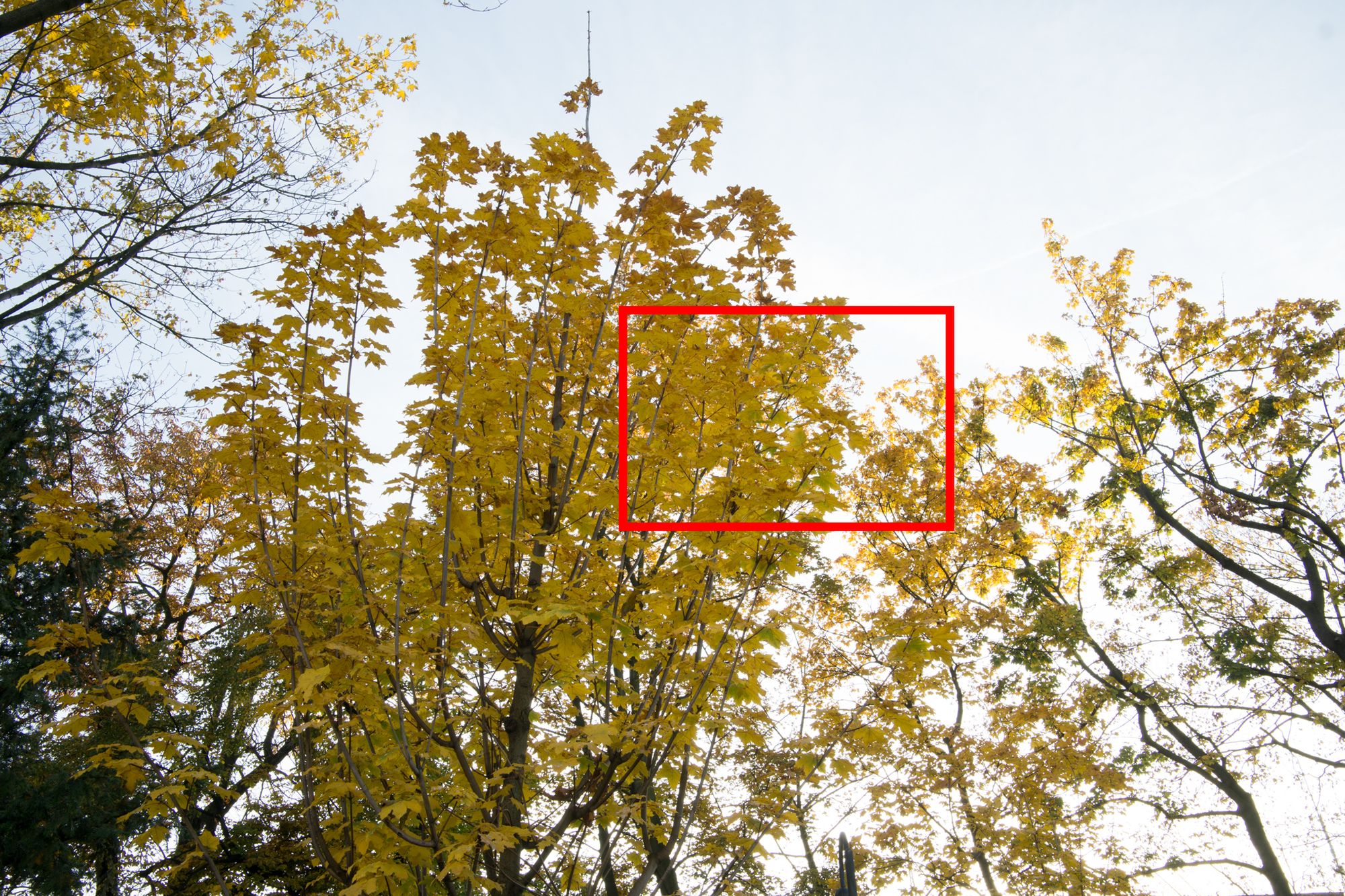Samyang 21 mm f/1.4 ED AS UMC - manualna, jasna szeroka stałka w dobrej cenie [recenzja] 18