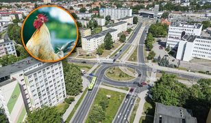 Kogut budził osiedle. Po kilku dniach przyjechały służby