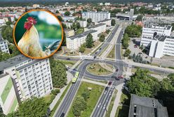 Kogut budził osiedle. Po kilku dniach przyjechały służby