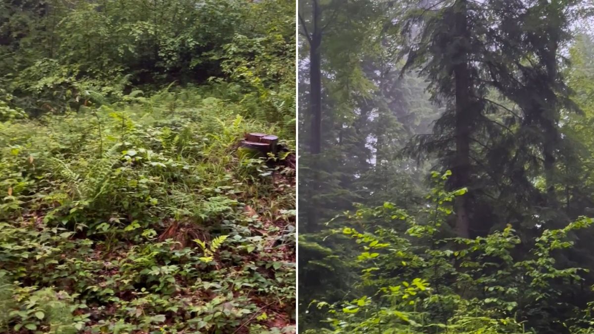 Niepokojące zjawisko w lasach