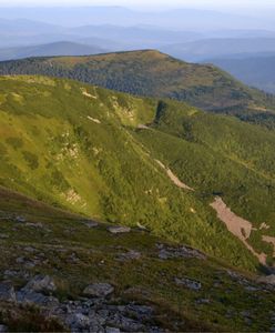 Żmija ukąsiła dziecko w Beskidach. Akcja ratowników