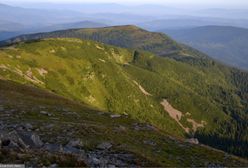 Żmija ukąsiła dziecko w Beskidach. Akcja ratowników