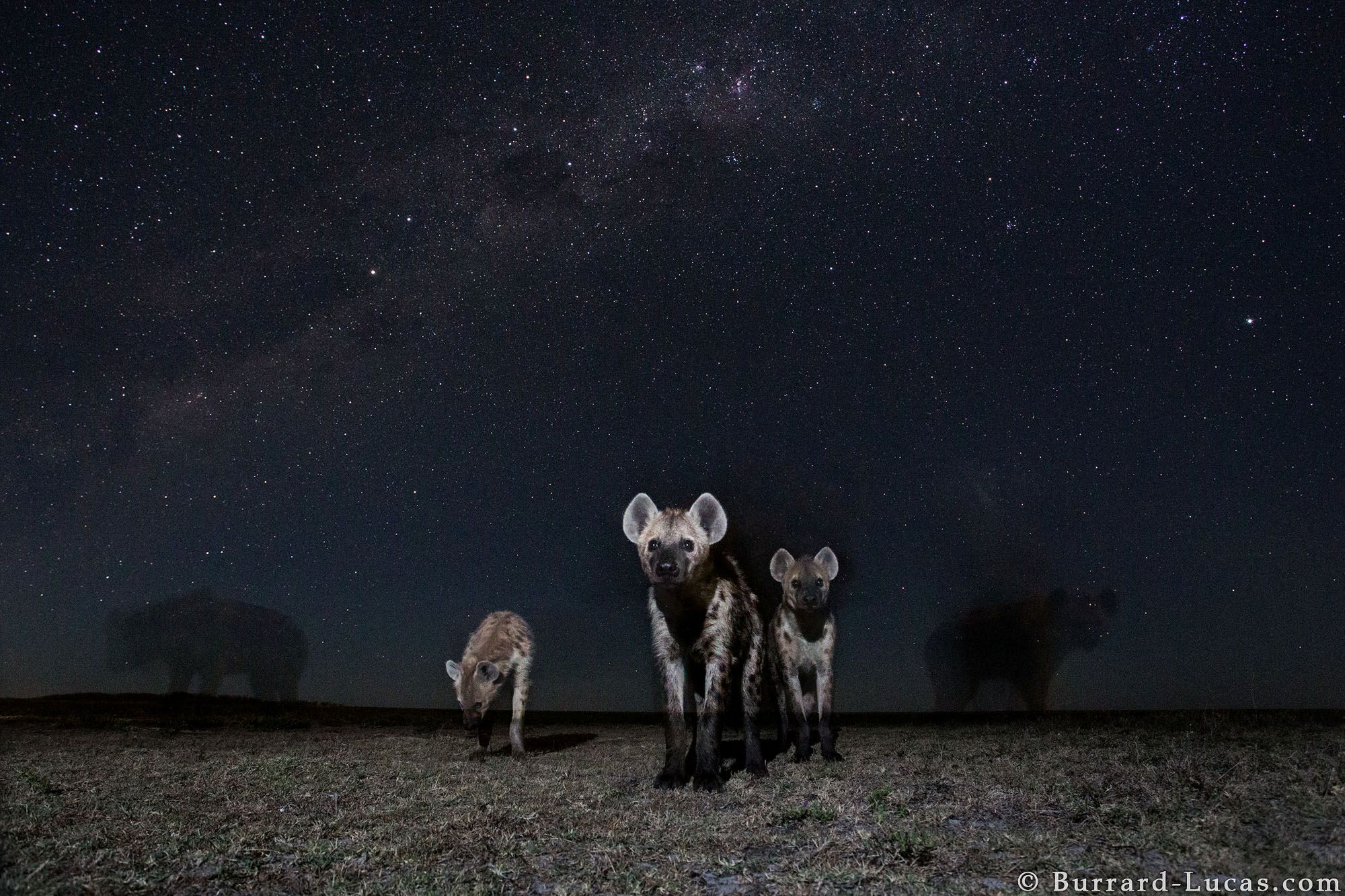 Nocne życie dzikich zwierzęt na tle rozgwieżdżonego nieba, czyli Will Burrard-Lucas i jego foto-pułapki 4