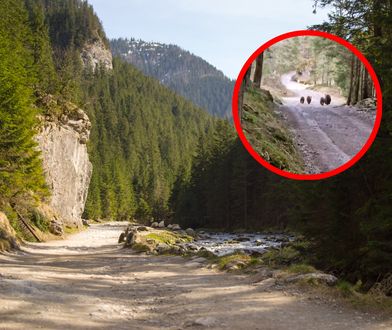 Niezwykłe spotkanie w Dolinie Kościeliskiej. "Cudowny widok... oczywiście z daleka"