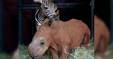Przeurocze zdjęcia parki nietypowych przyjaciół. Zebra i mały nosorożec są nierozłączni