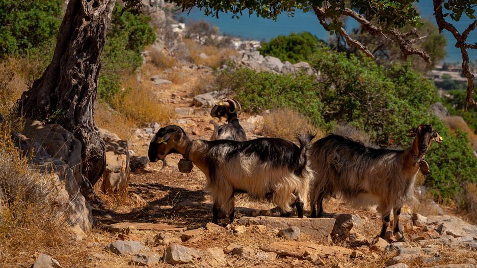 Kozy zdominowały włoską wyspę (zdjęcie ilustracyjne) 