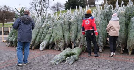 Choinki za darmo lub za dowolną kwotę – świąteczna akcja PCK na Placu Zamkowym [ZDJĘCIA]