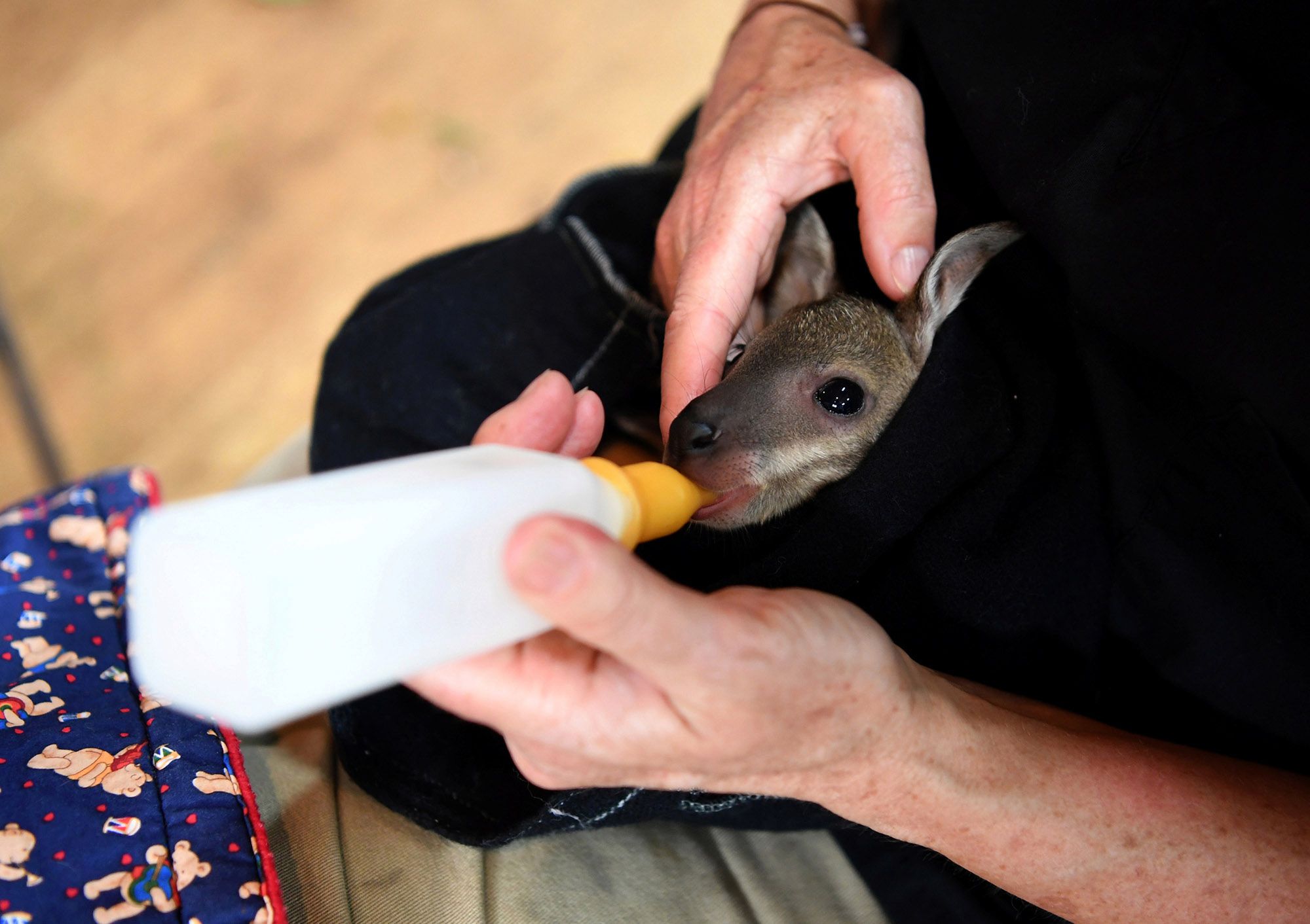 Australijczycy zajmują się zwierzętami. Wiele z nich odzyskało siły 1