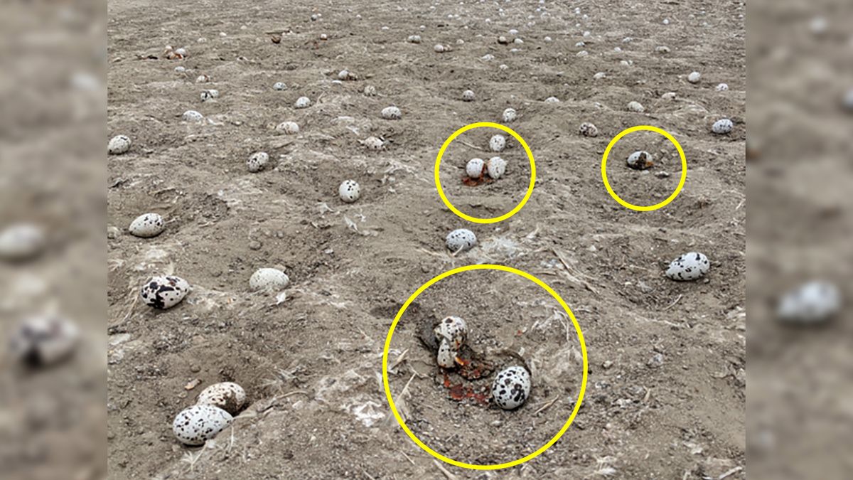 Ptaki osierociły tysiące jaj. Wszystko to wina bezmyślnych operatorów dronów 1