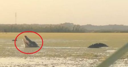 To nie "Jurassic Park". Przerażające nagranie podbija sieć