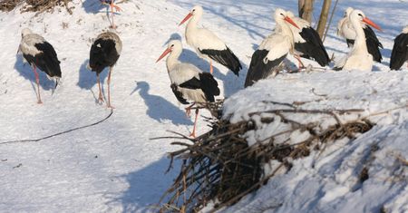 Bociany odlecą? Niepokój na Podhalu, bo spadł śnieg
