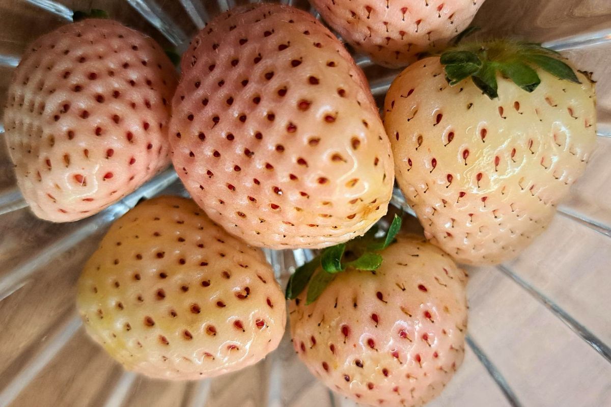 "Pinberry", czyli biała truskawka. 