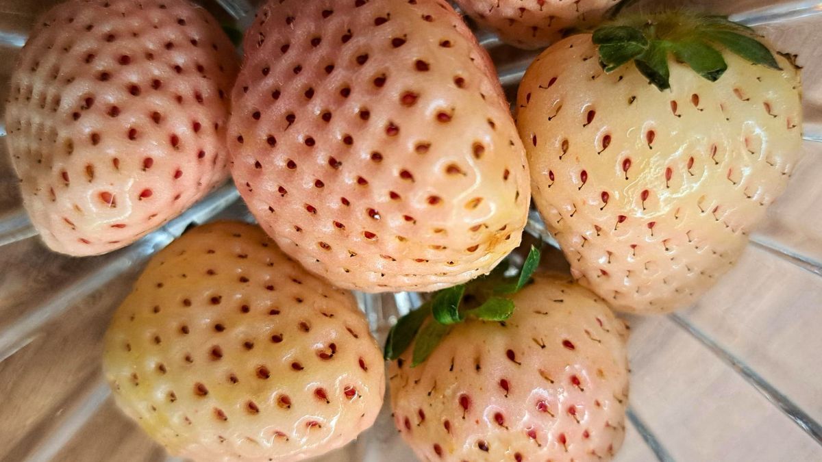 "Pinberry", czyli biała truskawka. 