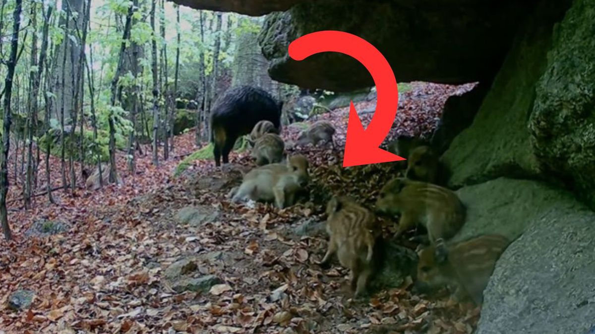 Leśna scena dnia. Małe dziki w roli głównej