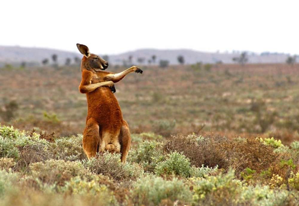 Dzikie zwierzęta wcale nie są takie straszne. Oto najzabawniejsze zdjęcia z konkursu Comedy Wildlife Photography Award 9