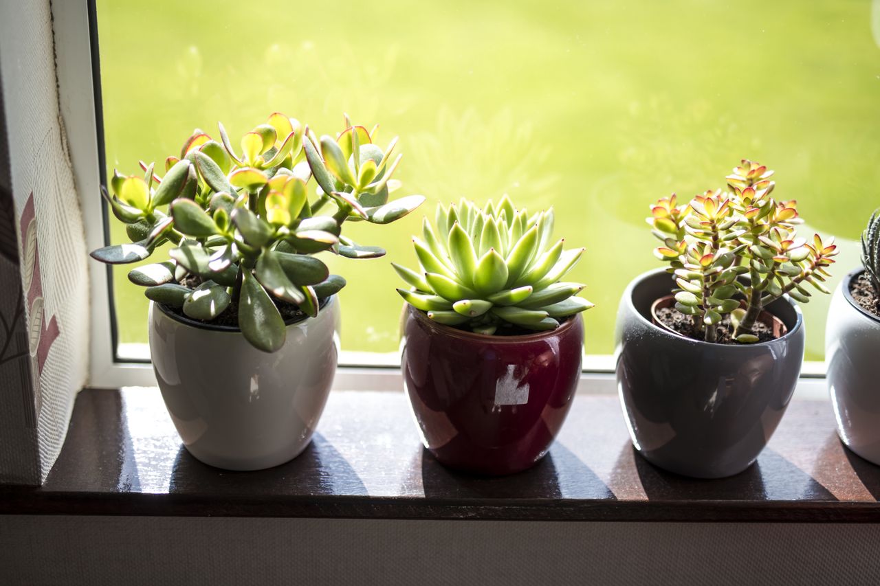 Ideal plants for the forgetful