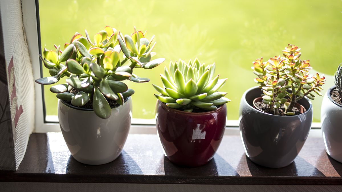 Idealne rośliny dla zapominalskich