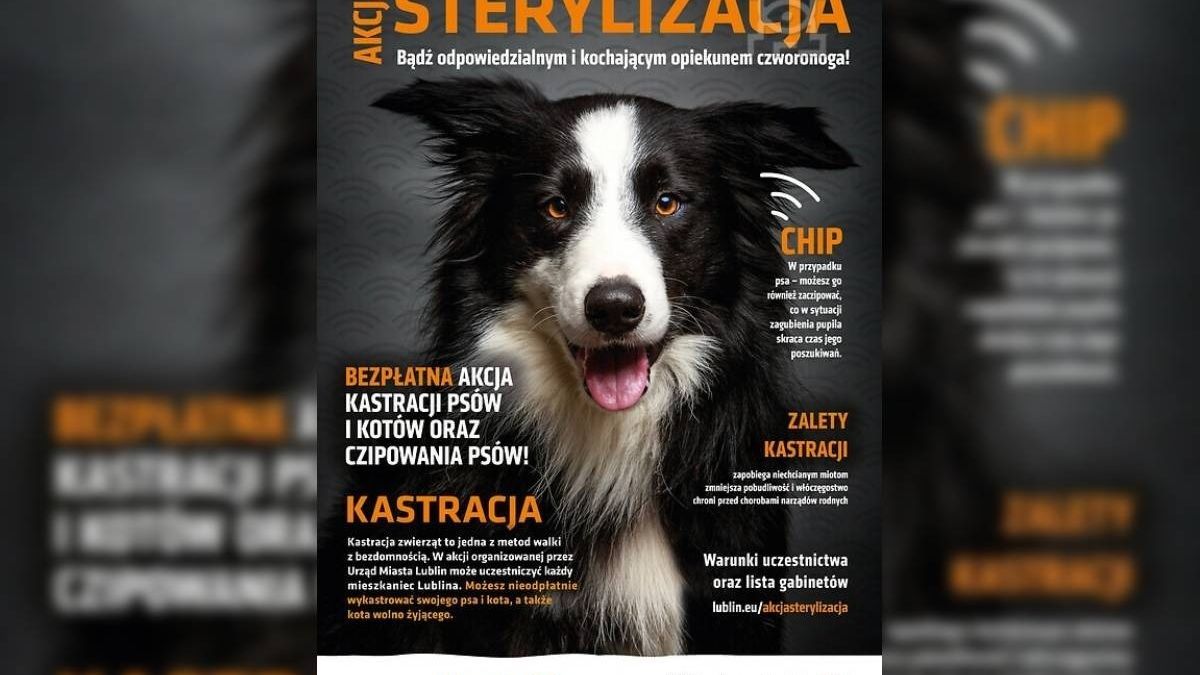 Plakat Akcja sterylizacja, bezpłatna sterylizacja w Lublinie