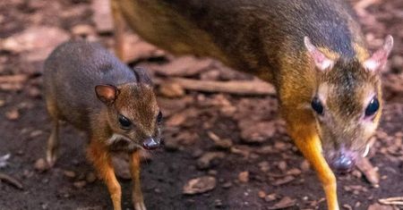 Radość w łódzkim zoo. Na świat przyszedł maleńki myszojeleń