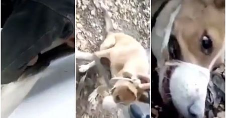 3 lata spędził w... szczelinie za ścianą. Kundelek uratowany z "niewoli"