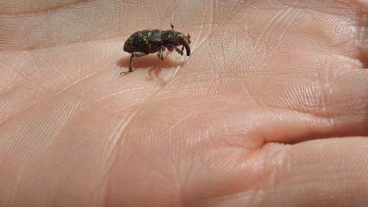 Leśnicy pokazali zdjęcie groźnego szkodnika. 