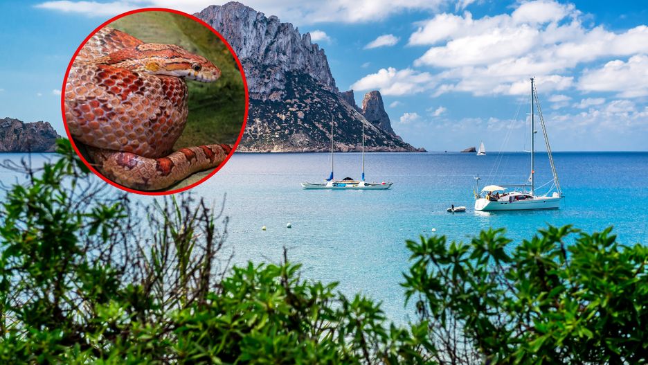 Ibiza zmaga się z plagą węży