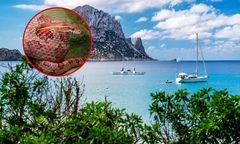 Węże na Ibizie. Turyści w strachu przed kąpielą
