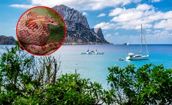 Węże na Ibizie. Turyści w strachu przed kąpielą
