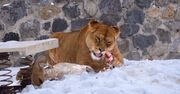 Zwierzęta w ukraińskich zoo są przerażone. "Wojna nie oszczędza również ich"