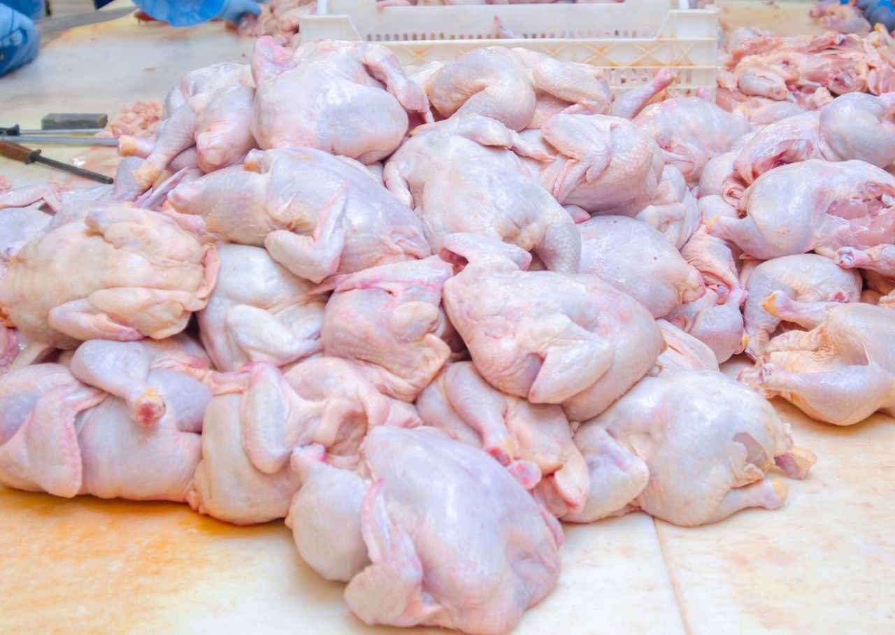 Lepiej ich nie jedz. W tych częściach kurczaka gromadzą się pasożyty