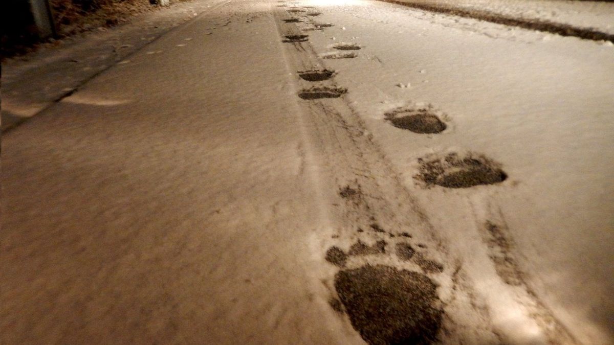 Ślady niedźwiedzi w Bieszczadach  