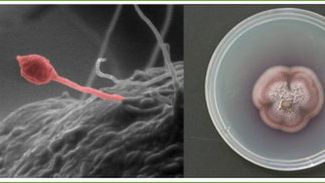 Myco-diesel, czyli jazda na grzybkach 1
