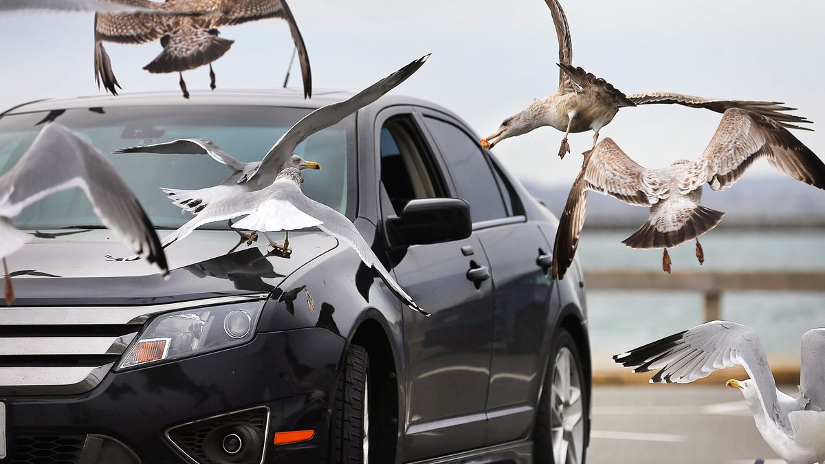 Mewy dają się we znaki - zdjęcie ilustracyjne