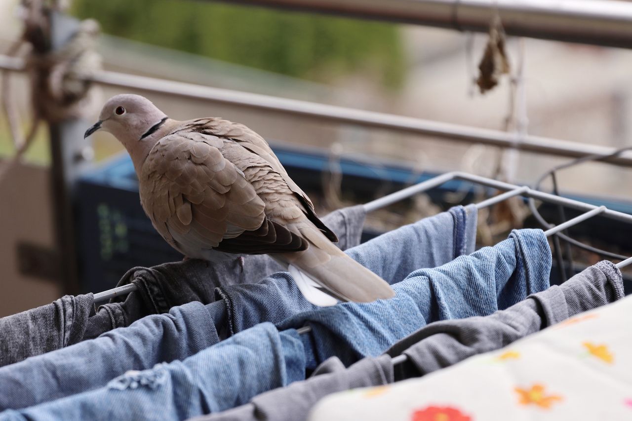 Balkon pełen ptasich odchodów? Wystarczy znać tani i prosty trik