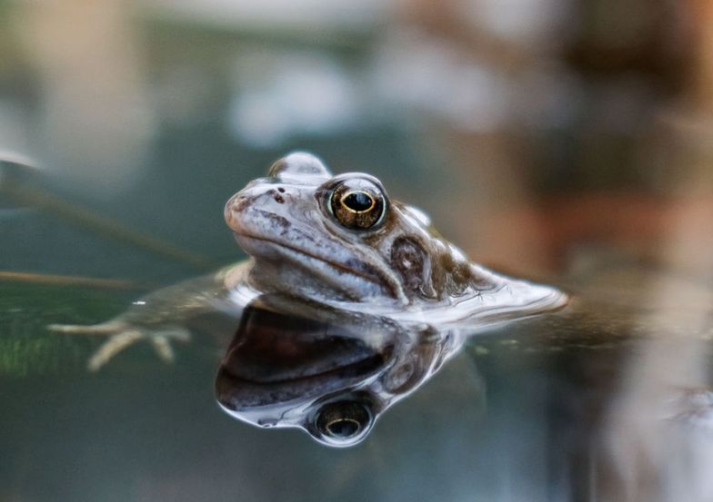 Jedzenie żabich udek w UE zagraża istnieniu wielu gatunków żab na świecie