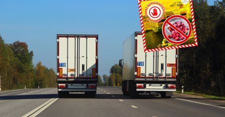 Zatrzymali 50 tys. kg truskawek z Egiptu. Dokonali odrażającego odkrycia