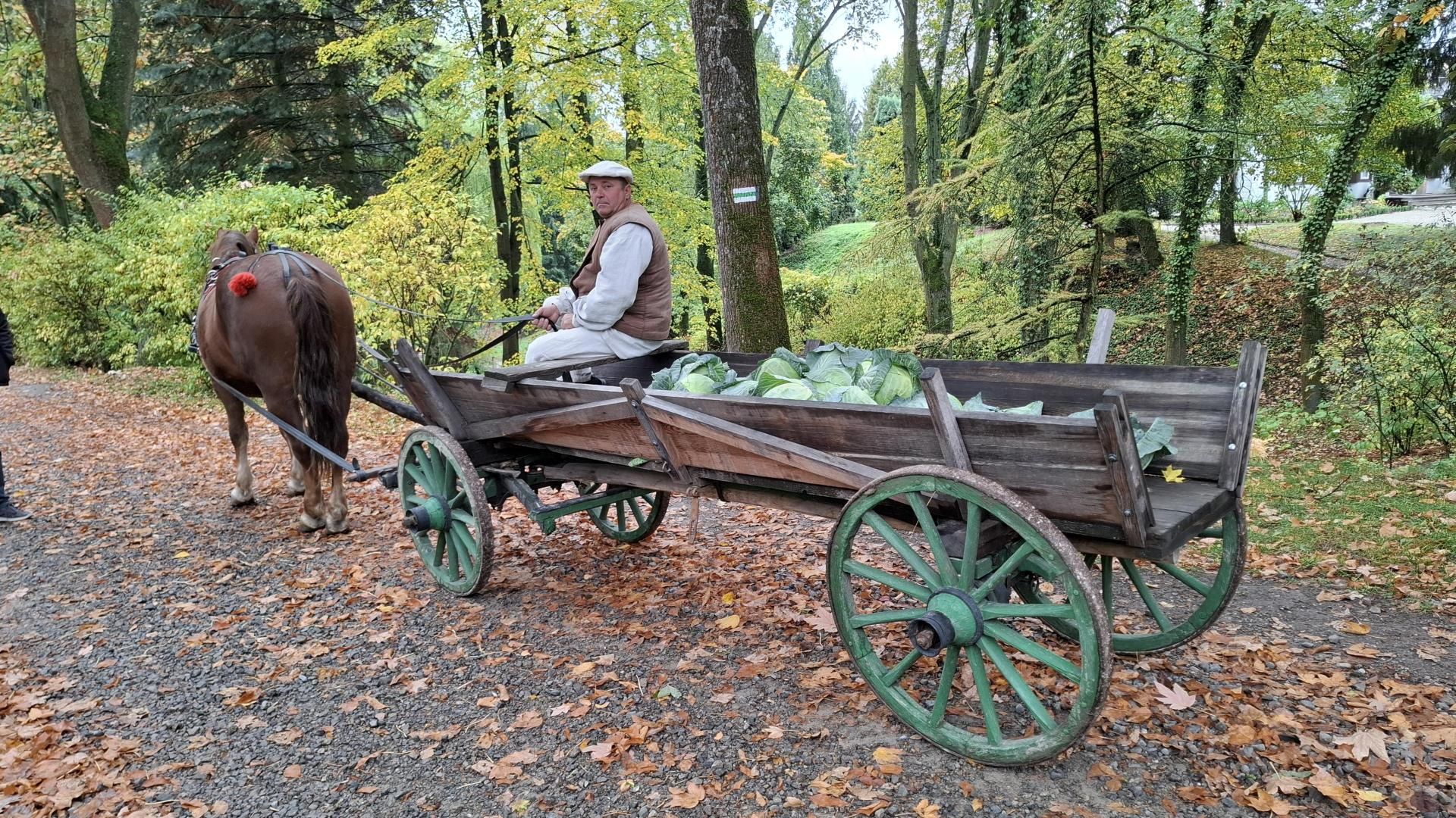 Obieraczki kapuściane w Muzeum Wsi Lubelskiej