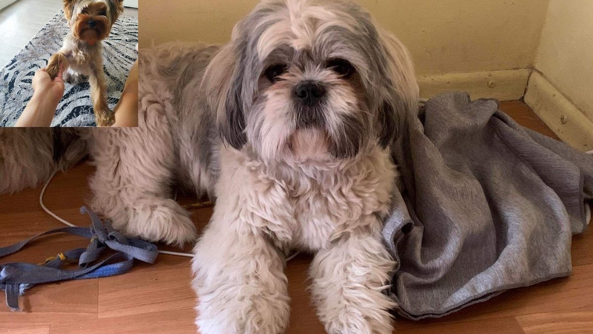 Masowe zaginięcia psów w Tatrach