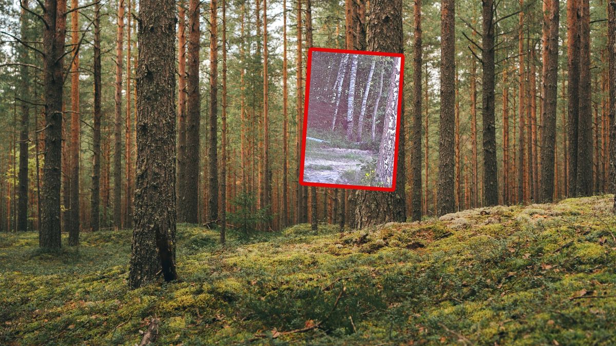 Niedźwiedź brunatny w Nadleśnictwie Ustrzyki Dolne.